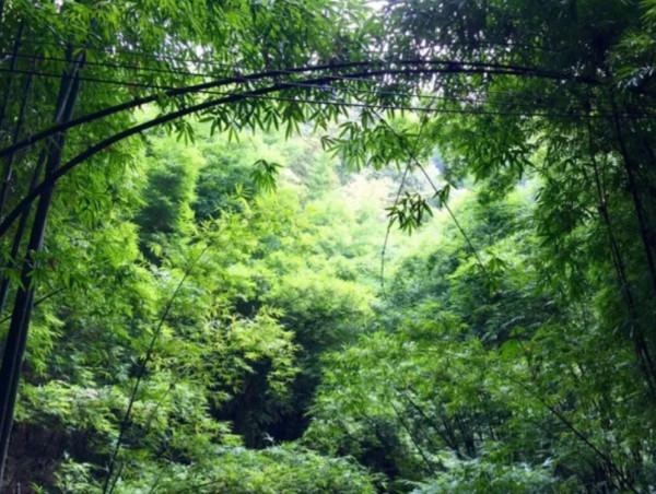 日本女孩挖筍時離奇失蹤，警犬搜尋時詭異行為，引發無數猜想