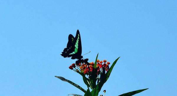 荷花和蝴蝶寓意