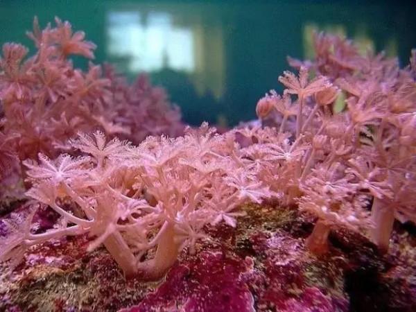 海底世界一一珊瑚媚