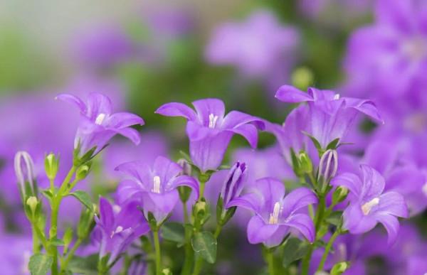 鈴兒響叮噹，迷你三胞胎：風鈴草，鈴蘭，鈴鐺花。你能分清嗎？