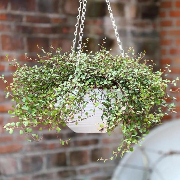 這10種“吊蘭”,不但比綠蘿好看,關鍵比綠蘿還好養活 這10種“吊蘭”,不但比綠蘿好看,關鍵比綠蘿還好養活