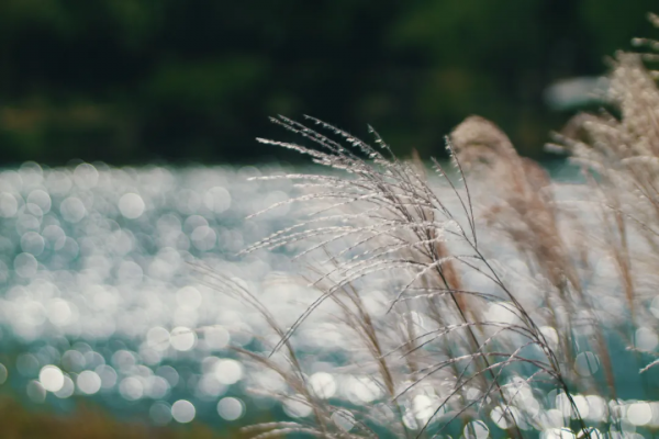 最唯美的詩句,藏著最動人的故事 最唯美的詩句,藏著最動人的故事
