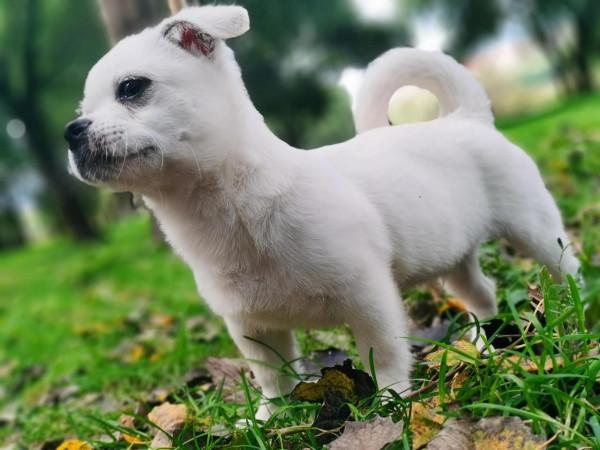 小狗飯糰兒,希望你開心 小狗飯糰兒,希望你開心