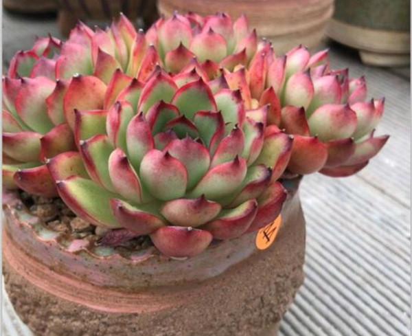 100種常見多肉圖鑑，比花還美，你認識幾種？