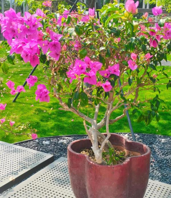 觀賞精品杜鵑 觀賞精品杜鵑