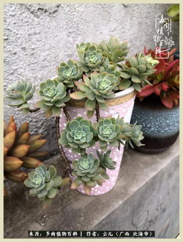 養花種多肉到底有什麼用？答案在這裡