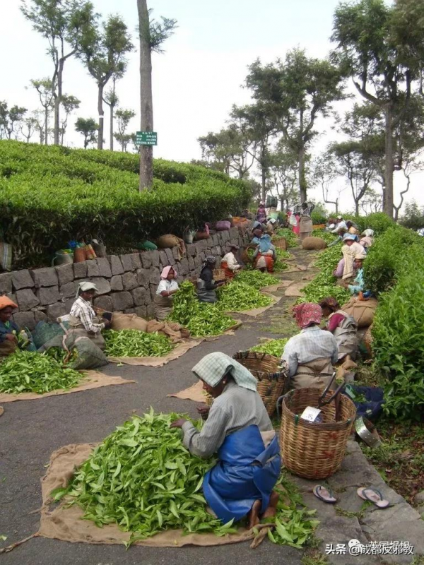因為一杯奶茶,數千印度女人失去了孩子? 因為一杯奶茶,數千印度女人失去了孩子?