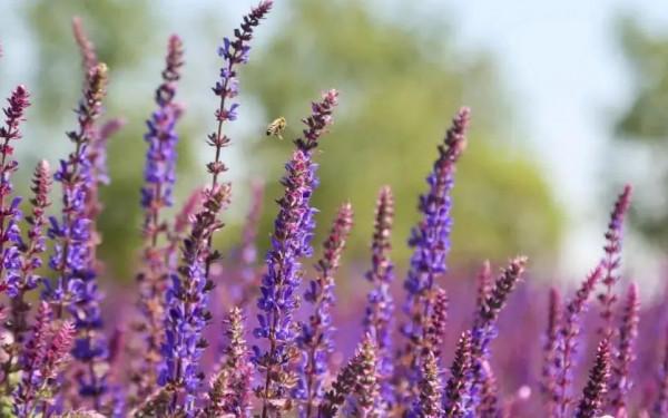 看！“鳥中大熊貓”中華秋沙鴨、“魚鷹子”銀鷗、頂冠戴翎的蜂鷹……溫榆河公園生物多樣性別有洞天！