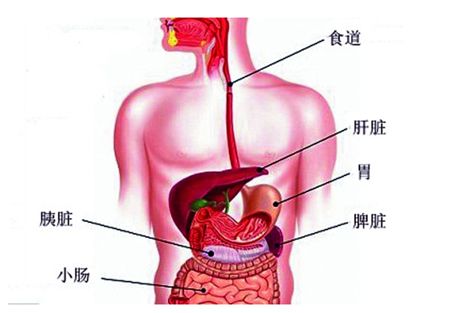 吃不下東西怎麼辦？簡單一味中藥，健脾補中，讓你吃得下、吃得香