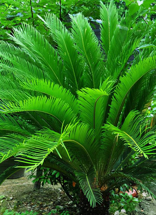 100種常見植物圖鑑,出門識花不再難,適合給小孩子做科普範文 100種常見植物圖鑑,出門識花不再難,適合給小孩子做科普範文