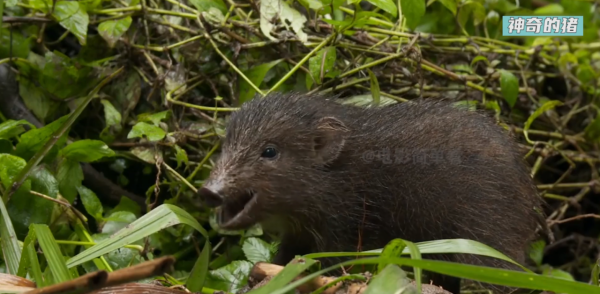 豬不僅聰明,還比獵豹跑得快,法國人發財都得靠豬鼻子 豬不僅聰明,還比獵豹跑得快,法國人發財都得靠豬鼻子