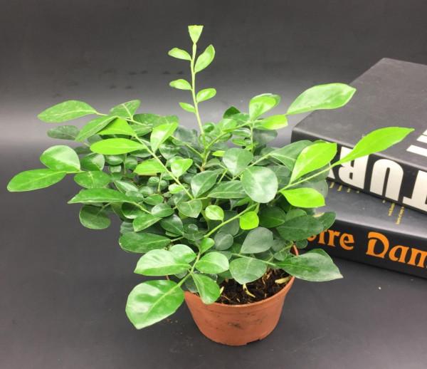 在家養九里香，抓住哪些要點是“頭等大事”？