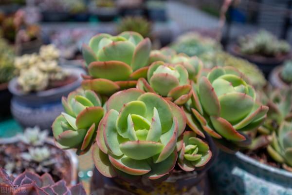 痴迷養花以後,每天會發生的6件事,看看是不是也發生在你身上 痴迷養花以後,每天會發生的6件事,看看是不是也發生在你身上