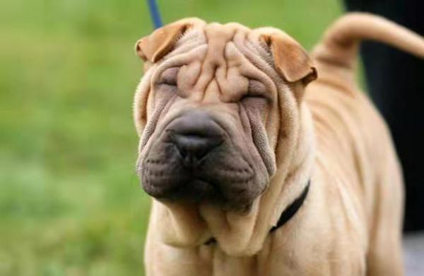 它是我國的傳統名犬，頭似河馬嘴似瓦，還超級能打