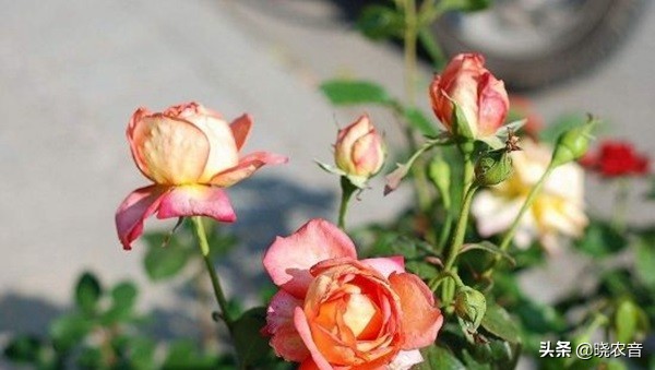 炒熟的花生殼可以做月季花的肥料嗎？