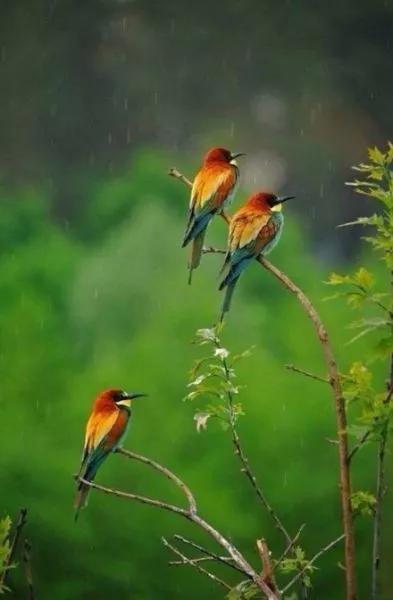 分享&mdash;&mdash;天生麗質的鳥兒