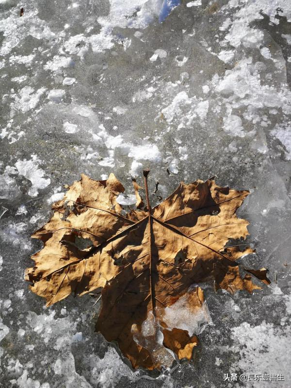 虎年初五遊覽白河城市森林公園