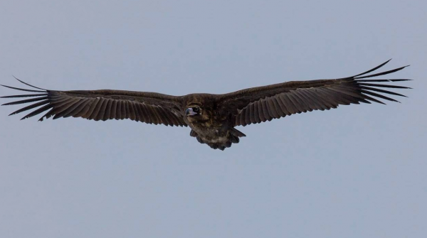 河南出現&OpenCurlyDoubleQuote;百鳥朝鳳&rdquo;奇觀，無數喜鵲隨行，鳳凰真的存在嗎？