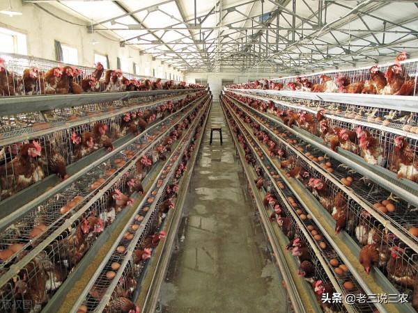 老鼠一夜咬死85只小雞，雞場老闆用這三招，老鼠永遠不再來，厲害