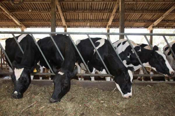 轉基因食品的真相：早期的轉基因研究