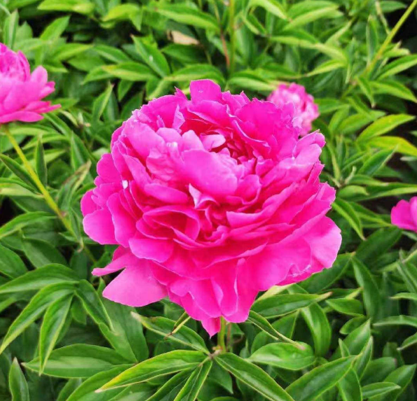 秋天種下3種花，冬天零下也不怕，明年春天花開滿園