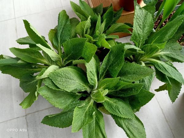 冬天的花兒也燦爛