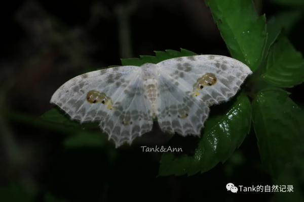 Tank的自然記錄•鱗翅目的蛾子們