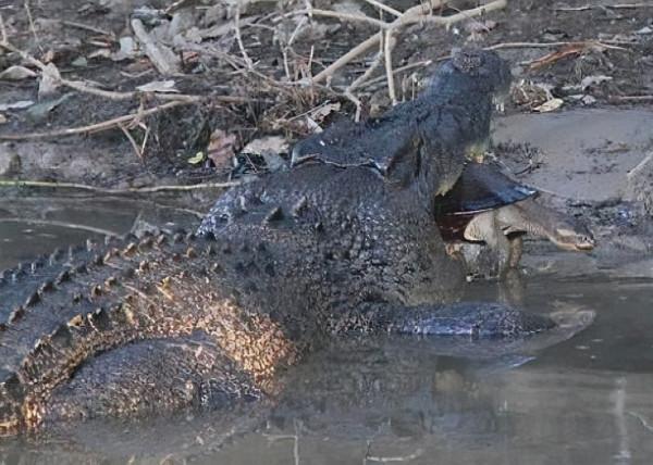 40張罕見的照片:鱷魚咬碎烏龜,鴕鳥在水面飛奔,河馬充當渡輪 40張罕見的照片:鱷魚咬碎烏龜,鴕鳥在水面飛奔,河馬充當渡輪