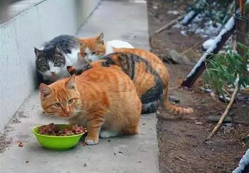 路邊的流浪貓,到底該不該餵養呢? 路邊的流浪貓,到底該不該餵養呢?
