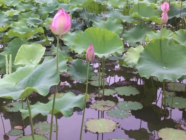 潔源：在紅軍老家沙洲壩，別有一源幽