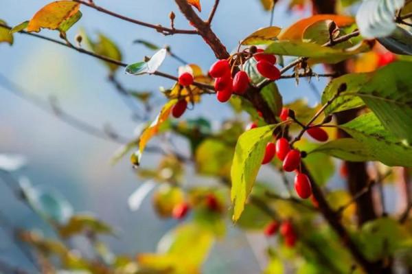 秋色美 惹人醉 秋色美 惹人醉