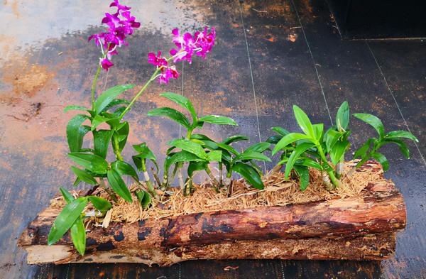 容易因多澆水而死的“18種花”，養不活都是由於手太勤