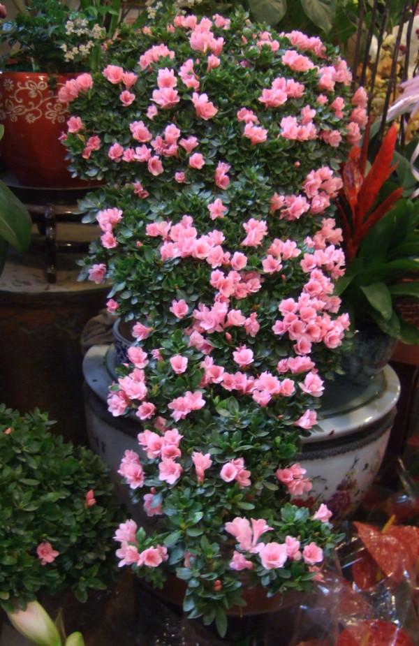 新買的杜鵑,記住4點,不黃葉不落葉,盆盆都能開爆 新買的杜鵑,記住4點,不黃葉不落葉,盆盆都能開爆