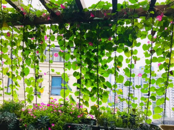 看慣了普通花色,換牽牛花試試,開盲盒般的驚喜花色 看慣了普通花色,換牽牛花試試,開盲盒般的驚喜花色