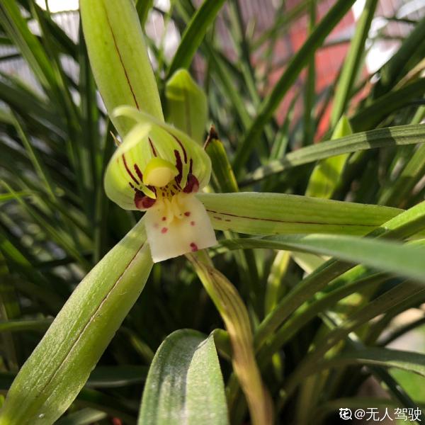 你養的未必是蘭花,種類多差別細,國蘭種類大科普 你養的未必是蘭花,種類多差別細,國蘭種類大科普