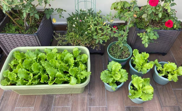 養不好花甭犯愁，種菜一樣樂趣多，新手村“菜鳥”先試試這3樣