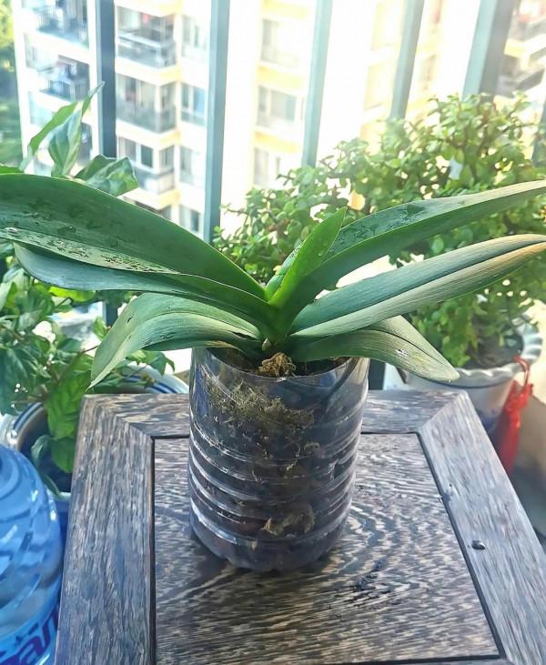 蝴蝶蘭養護心得 蝴蝶蘭養護心得