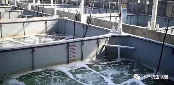 工廠化養蝦弧菌來襲，莫要被弧菌問題再次打倒