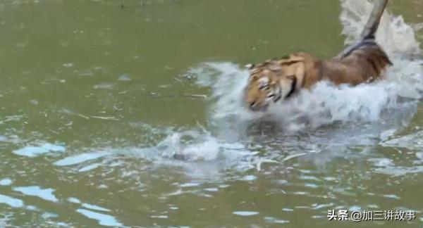 野生東北虎重現江湖 四隻小老虎捕獵一隻野鴨子失敗 虎媽媽親自示範