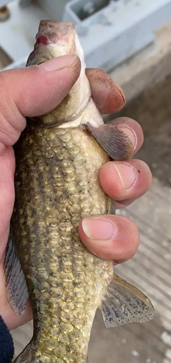 釣魚大爺初冬釣魚多的秘密,小水面裡有大驚喜 釣魚大爺初冬釣魚多的秘密,小水面裡有大驚喜