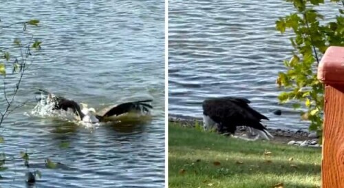 白頭海雕捉到近20斤大鯉魚 拖著魚游上岸 白頭海雕捉到近20斤大鯉魚 拖著魚游上岸