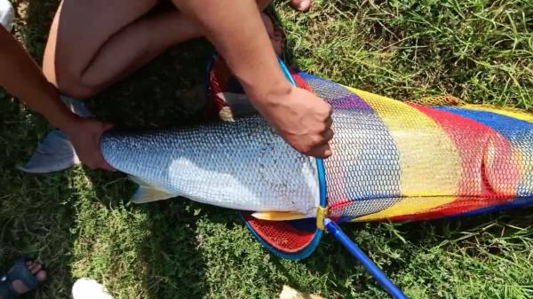 誤傷？湖北男子釣草魚卻意外釣起59斤水老虎，男子：溜得腿都軟了