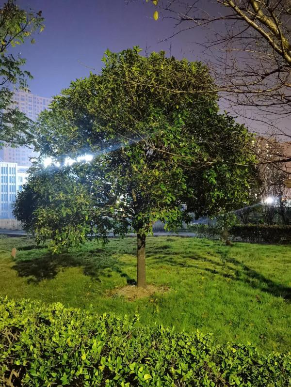 金桂飄香，思念雙親