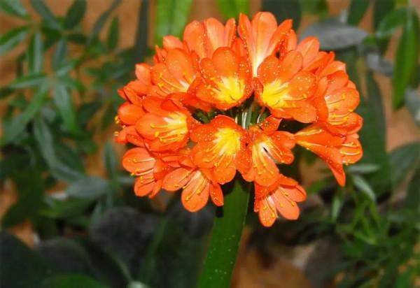 老花匠建議，臘月出生的花友，在家裡養上四種花，漂亮又旺人