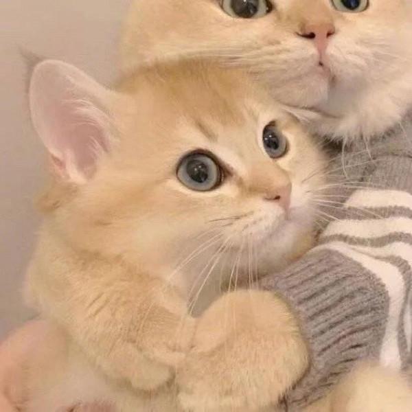 炸毛了！一隻炸毛的貓發生了什麼？