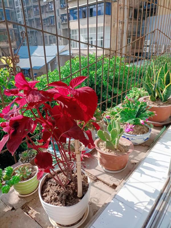 《不了情》——大衛原創詩