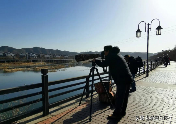 圍觀，4只天鵝飛臨武烈河畔