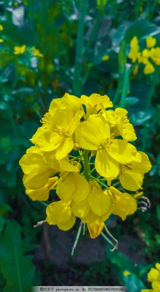 分享圖片，春天來了，滿山遍野的油菜花開了