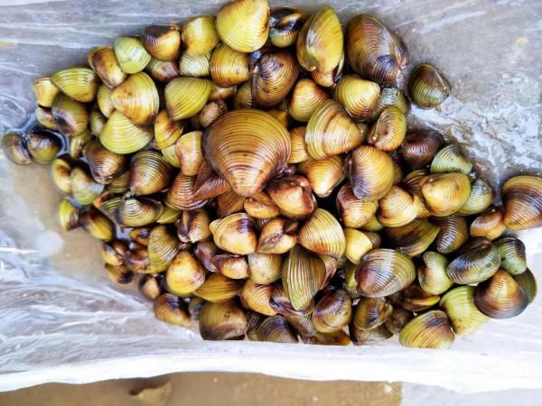 廣東鄉村的味道