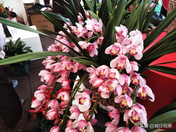 它被譽為“蘭花中的貴妃”,帶你領略紅貴妃蘭花的魅力 它被譽為“蘭花中的貴妃”,帶你領略紅貴妃蘭花的魅力